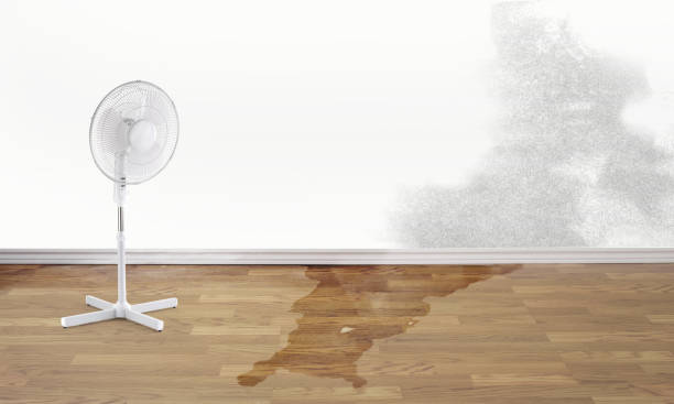 Best Carpet water damage restoration  in Milford, DE